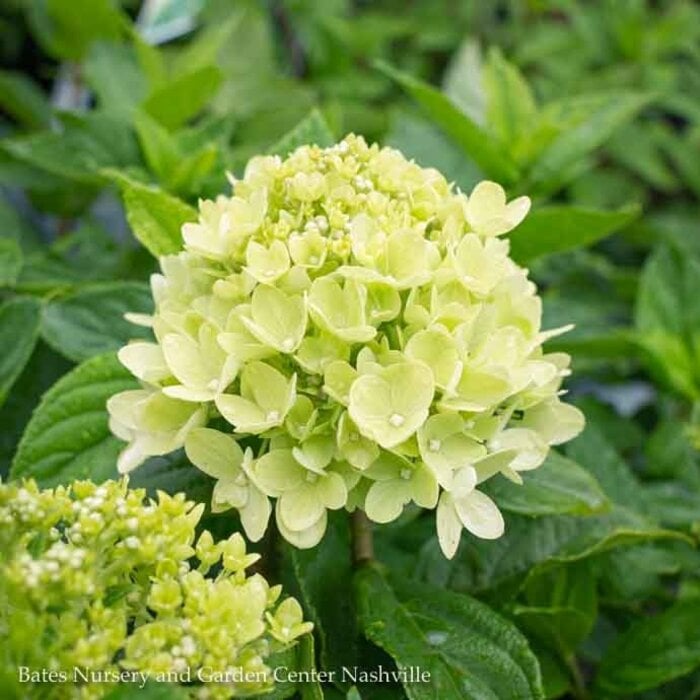 Topiary #15 PT Hydrangea pan PW Little Lime/ Panicle White Tree Form