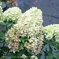 Topiary #15 PT Hydrangea pan PW Little Lime/ Panicle White Tree Form