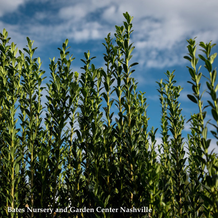 #15 Ilex cren Sky Pencil/ Columnar Japanese Holly (female)