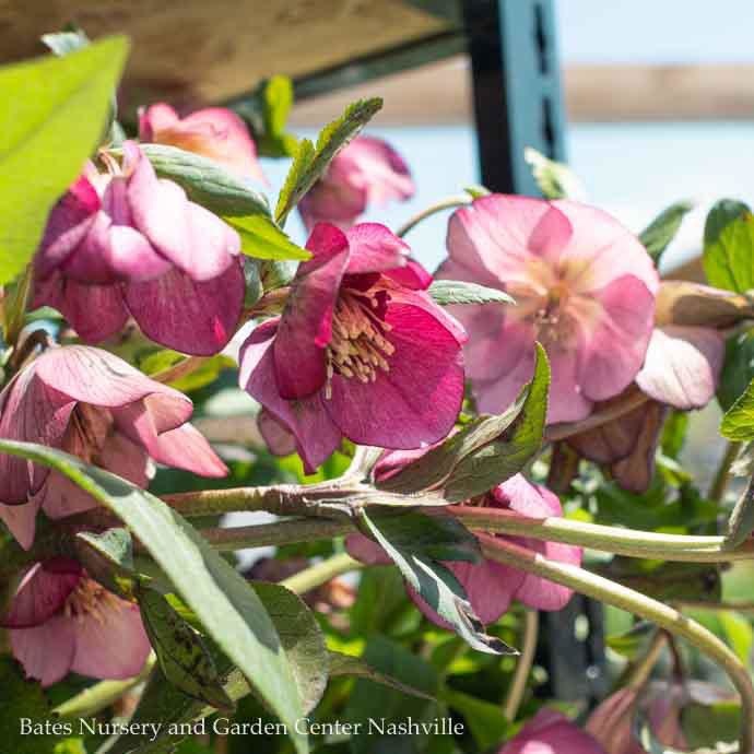 #1 Helleborus Cascade 'Blush'/ Pink Lenten Rose