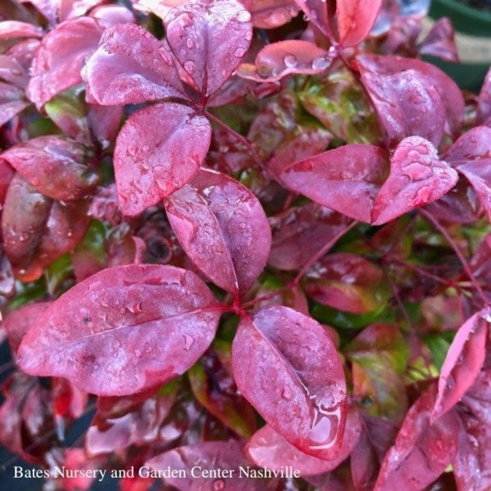 #1 Nandina dom Firepower/ Dwarf Heavenly Bamboo