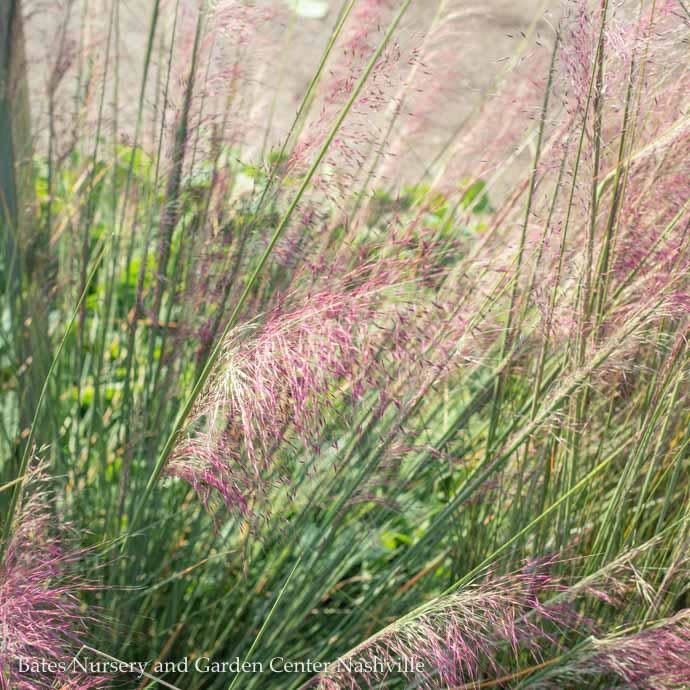 #3 Grass Muhlenbergia capillaris/Pink Muhly