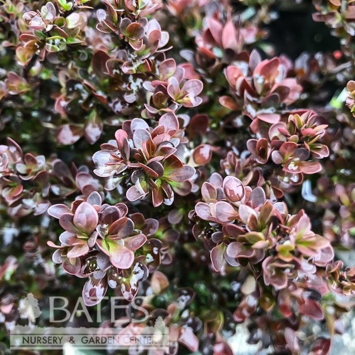 #1 Berberis thun Pygmy Ruby/ Barberry