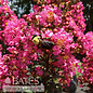 #3 Lagerstroemia Plum Magic/ Fuchsia-pink Semi-dwarf Crape Myrtle