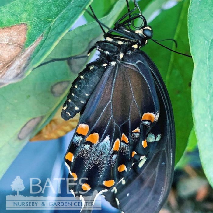 #3 Lindera benzoin/ Northern Spicebush Native (TN)