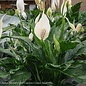 4p! Spathiphyllum Domino / Variegated Peace Lily /Tropical