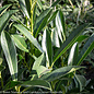 #10 Prunus lauro Schipkaensis/ Schip Cherry Laurel