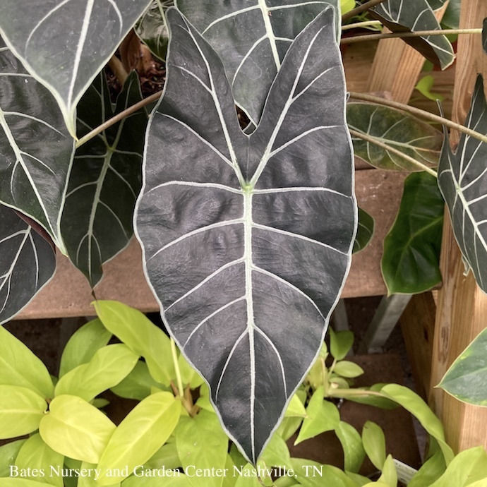 Alocasia