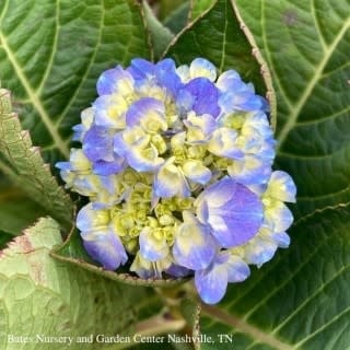 #3 Hydrangea mac Let's Dance 'Blue Jangles'/ Bigleaf/ Mophead Rebloom Blue to Pink