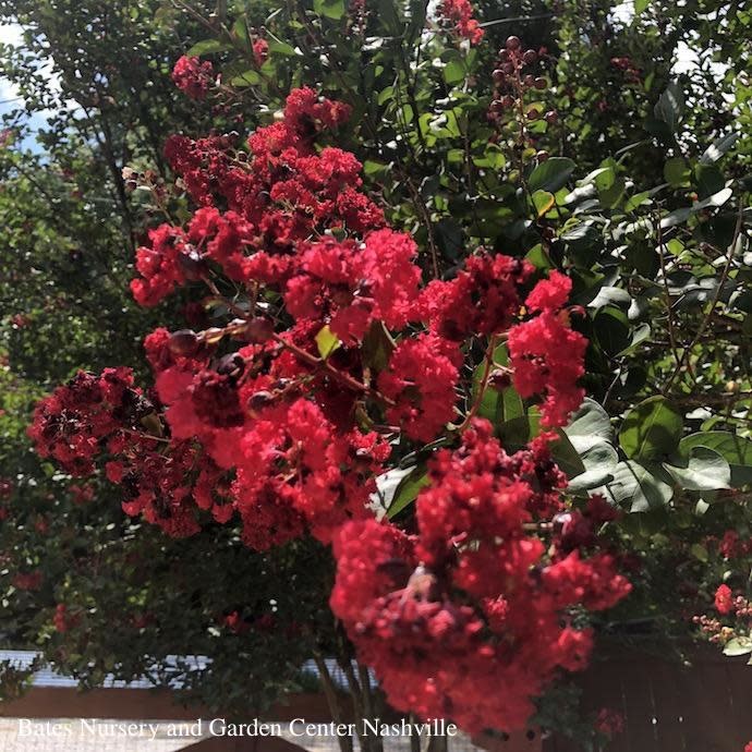 #5 Lagerstroemia Red Rocket/ Ruby-red Crape Myrtle