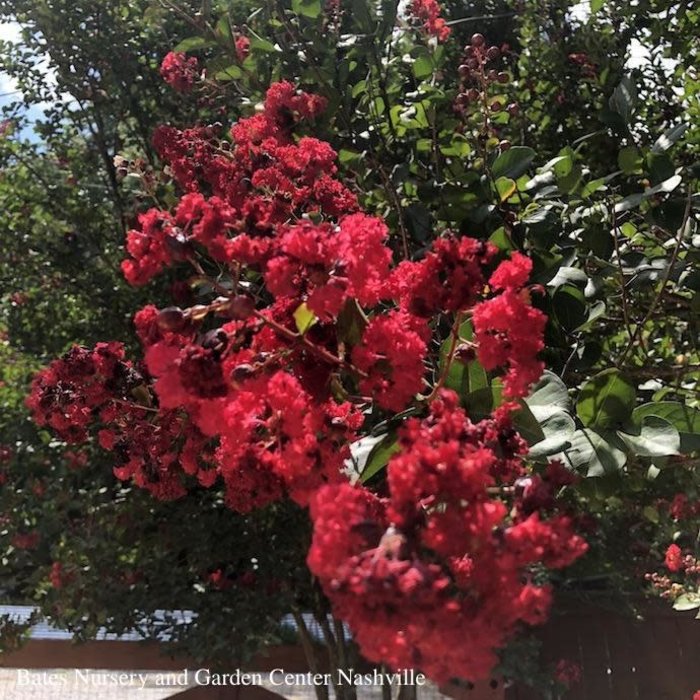 #7 Lagerstroemia Red Rocket/ Ruby-red Crape Myrtle