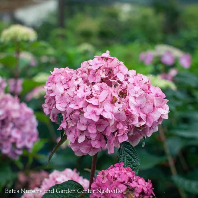 #1 Hydrangea mac  Endless Summer 'Bloomstruck'/ Bigleaf/ Mophead Repeat Rose-pink or Purple