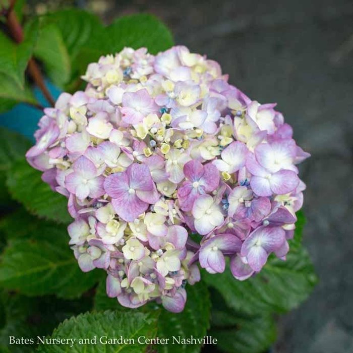#1 Hydrangea mac  Endless Summer 'Bloomstruck'/ Bigleaf/ Mophead Repeat Rose-pink or Purple