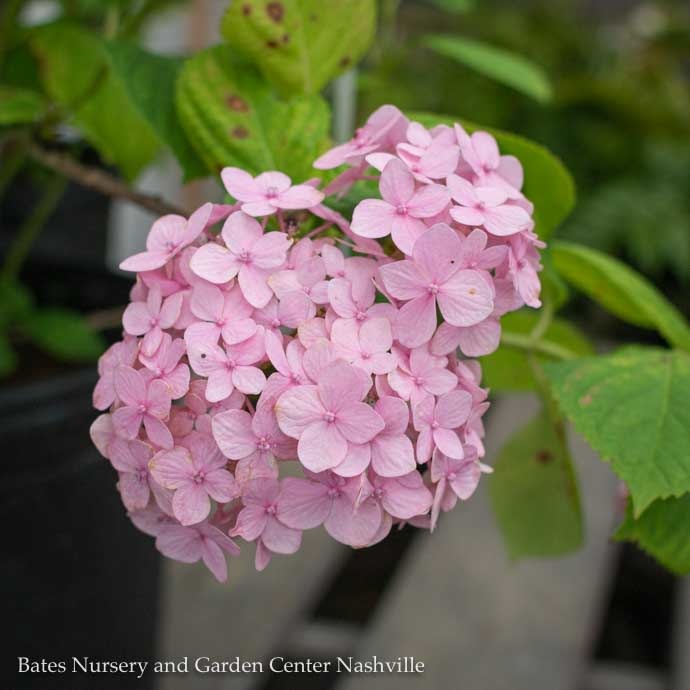 #3 Hydrangea mac Penny Mac/ Bigleaf/ Mophead Rebloom Blue to Pink