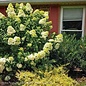 #3 Hydrangea pan Limelight/ White Panicle