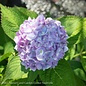 #3 Hydrangea mac Nikko Blue/ Bigleaf/ Mophead Blue to Pink