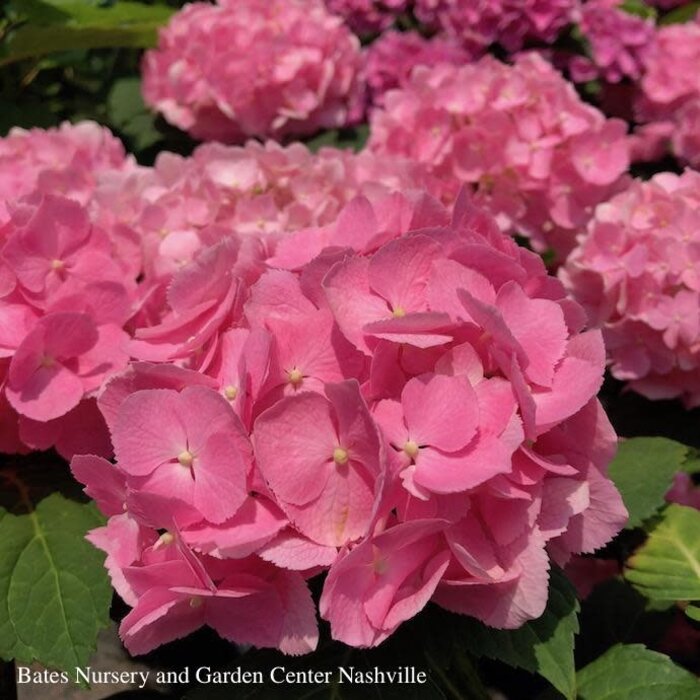 #3 Hydrangea mac Let's Dance 'Rhythmic Blue'/ Bigleaf/ Mophead Rebloom Blue to Pink