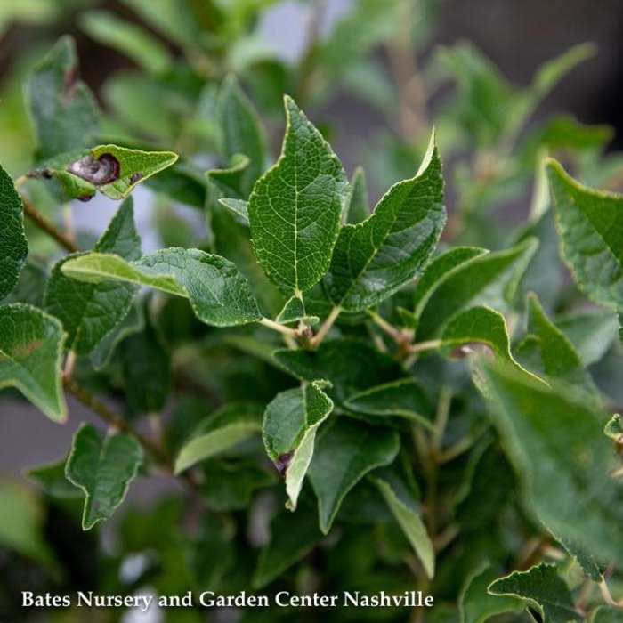 #2 Ilex vert Southern Gentleman/ Deciduous  Winterberry Holly (male) Native (TN)