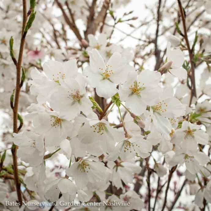 #15 Prunus x yedoensis/ Yoshino Flowering Cherry