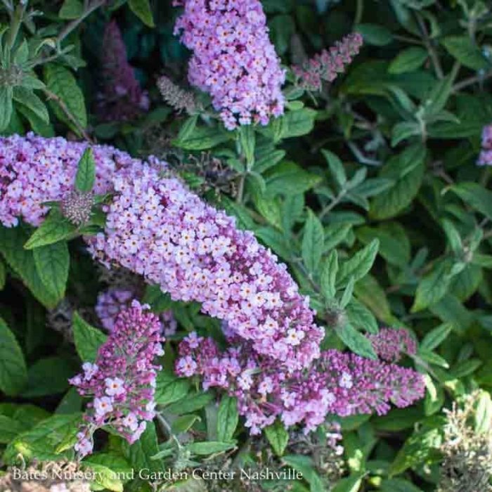 #3 Buddleia x PW Pugster Periwinkle/ Dwarf Butterfly Bush