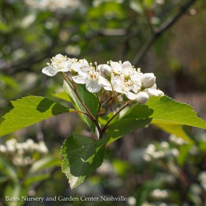 #10 Crataegus vir Winter King/ Green Hawthorn Native (TN)