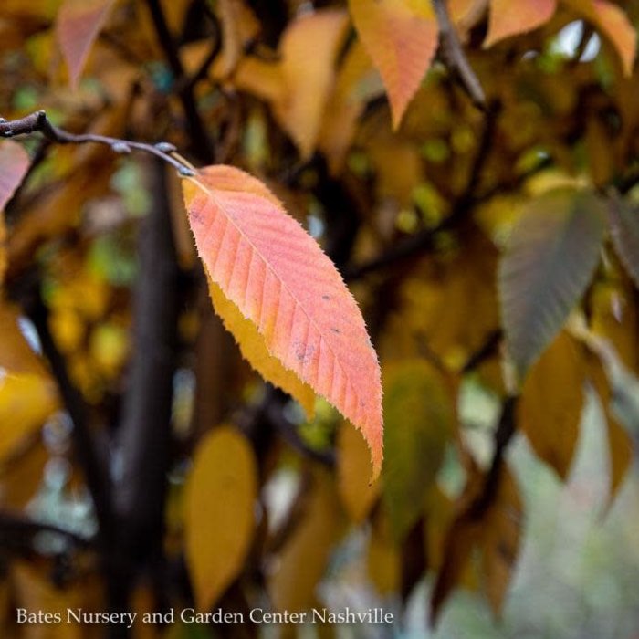 #15 Carpinus caroliniana/ American Hornbeam Native (TN)