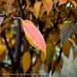 #15 Carpinus caroliniana/ American Hornbeam Native (TN)