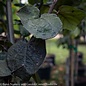 #7 Cercis can Black Pearl/Purple Foliage Redbud Native (TN)