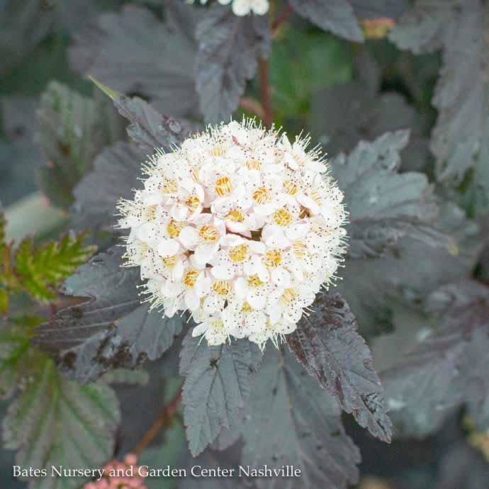 #3 Physocarpus opulifolius Diabolo/ Ninebark Native (TN)