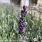 #3 Lavandula x intermedia Phenomenal/ Lavender - No Warranty
