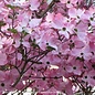 #15 Cornus florida x kousa Stellar Pink/Hybrid Dogwood Pink