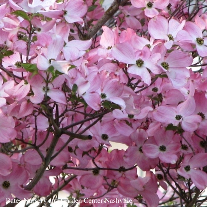 #5 Cornus florida x kousa Stellar Pink/ Flowering Dogwood