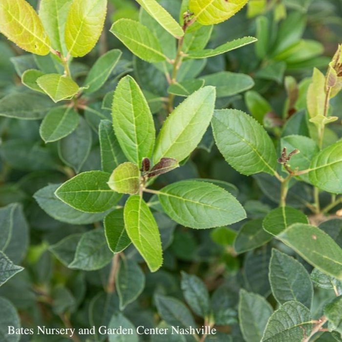 #5 Ilex vert Jim Dandy/ Deciduous  Winterberry Holly (male) Native (TN)