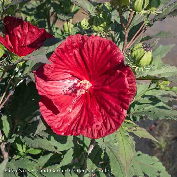 P35Hardy Hibiscus 3 Hibiscus x PW Summerific 'Cranberry Crush'/ Red