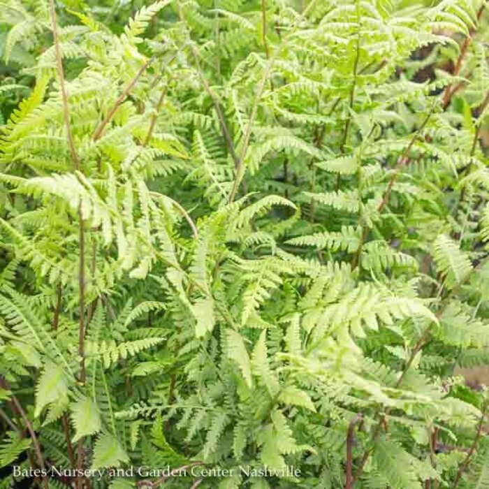 #1 Athyrium filix-femina AB/ Lady Fern Native Cultivar (TN)