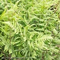 #1 Athyrium filix-femina AB/ Lady Fern Native Cultivar (TN)