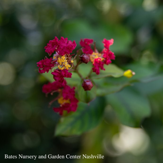Topiary #5 Lagerstroemia Colorama Scarlet/Crape Myrtle Scarlet-red SINGLE