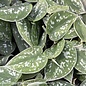 3p! Pothos Satin or Scindapsus picta /Devil's Ivy /Tropical