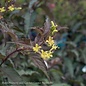 #3 Diervilla splendens 'El Madrigal'  Firefly™ Nightglow/ Bush Honeysuckle Native (TN)