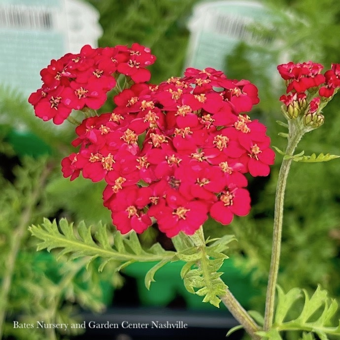 #1 Achillea millefolium Paprika/Common Yarrow Ruby Red