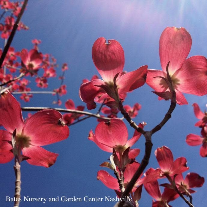 #7 Cornus florida Cherokee Brave/Flowering Dogwood Red