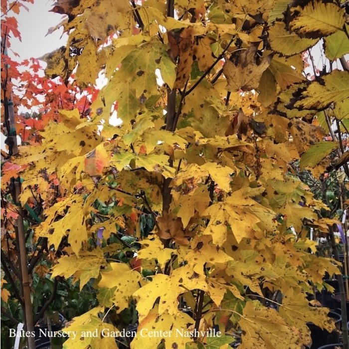 #20 Acer sacc Fall Fiesta/Sugar Maple Native (TN)