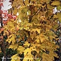 #20 Acer sacc Fall Fiesta/Sugar Maple