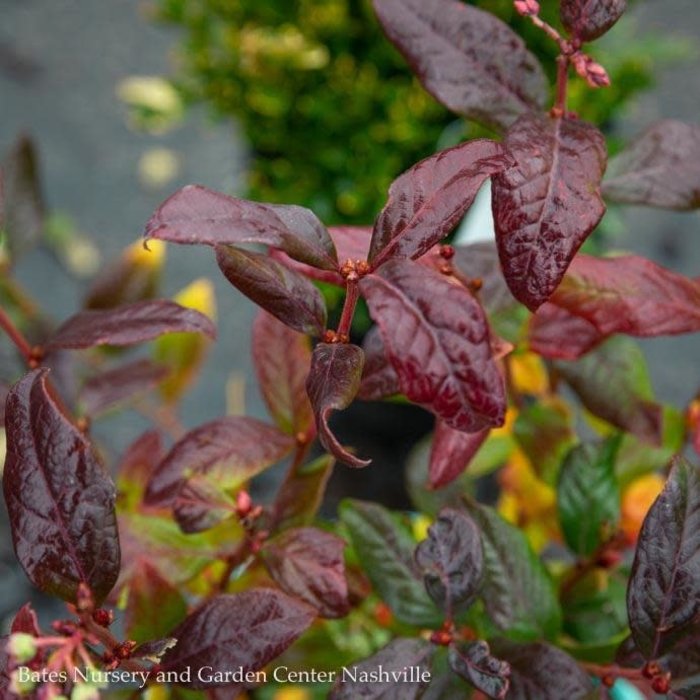 Edible #2 Vaccinium x Bushel and Berry Perpetua/ Hybrid Blueberry