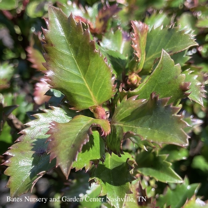 #3 Ilex x meserveae WillEmer 'Emerald Magic'/ Holly (male)