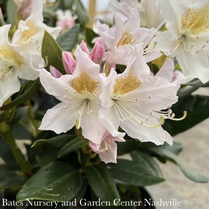 #2 Rhododendron x Cunningham's White - No Warranty