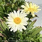 #1 Leucanthemum super PW Banana Cream/ Shasta Daisy