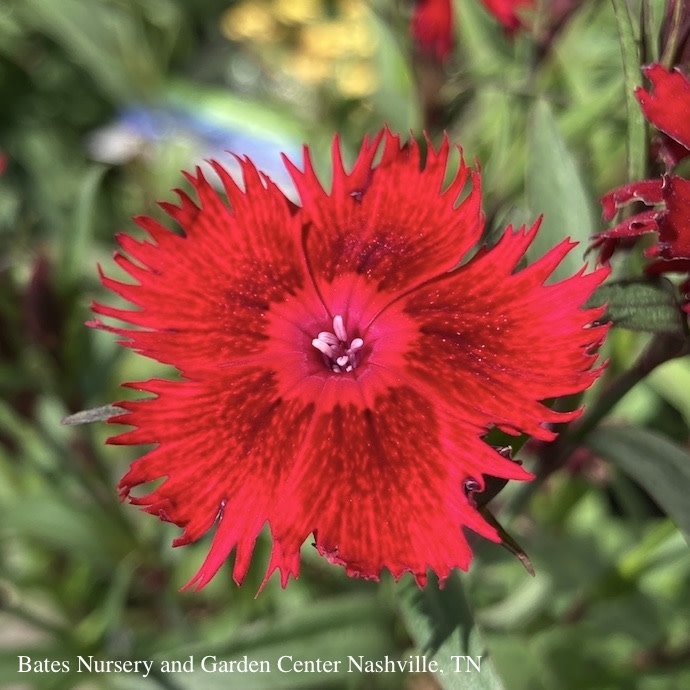 #1 Dianthus x Rockin' Red