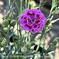 #1 Dianthus Plumaris Delilah/Bicolor Purple