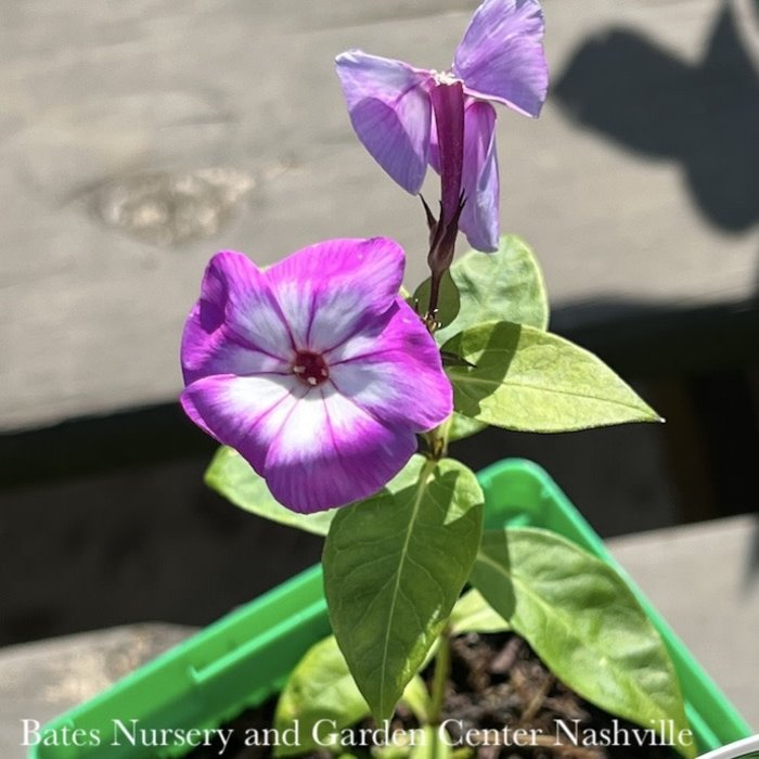 #1 Phlox pan Laura/Upright Garden Native (TN)